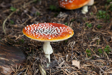 Fly amanita mushroom in the woods