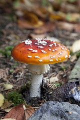 Fly amanita mushroom in the woods