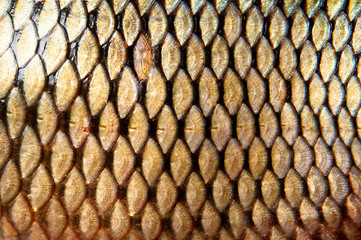 Scales of fish. carp