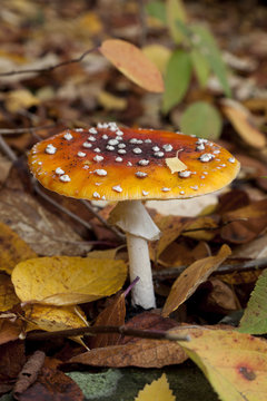 Fly amanita mushroom in the woods