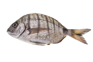 Raw Tilapia