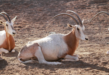 Naklejka na ściany i meble Oryx algazelle