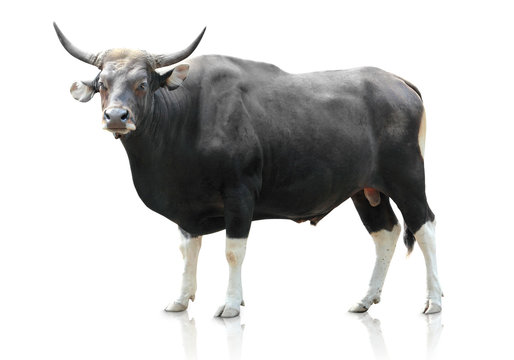black big cow on white background