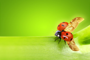 close up of a ladybug taking flight