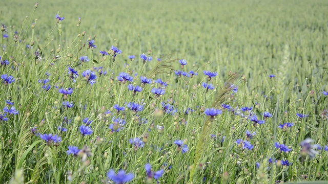 girl hand with red nails touch cornflower bluet and wheat plants
