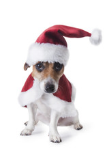 Cute small new year dog dressed as Santa Claus