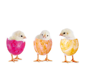 Drei Küken im Osterei