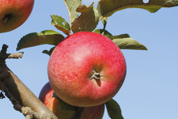 Apfel