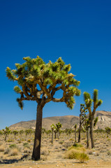 Joshua Tree National Park