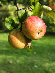 Aepfel am Baum
