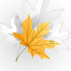 Autumn Leaves Background.