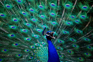 Naklejka premium Peacock
