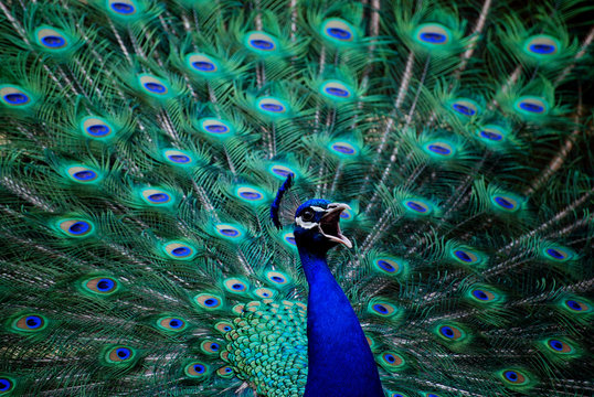 Fototapeta Peacock