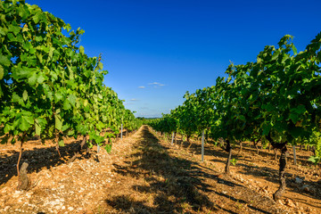 Fototapeta na wymiar Piękne wiersze z winogron przed zbiorem w winnicy francuski
