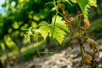 beautiful rows of grapes before harvesting  in a french vineyard