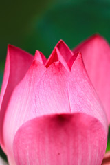 pink Lotus flower beautiful  lotus