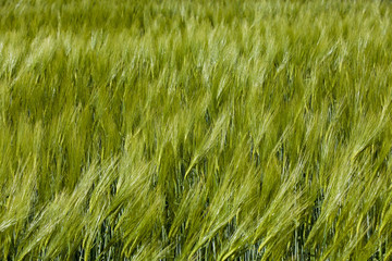green barley