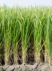 Obraz premium rice plant