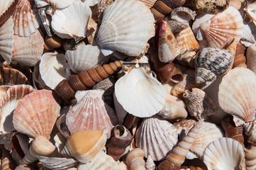 Miscellaneous sea shells