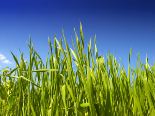 Wheat field against a blue sky