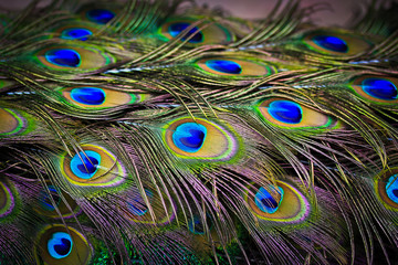 Obraz premium Peacock feathers as background