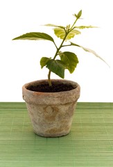 Fragile little plant