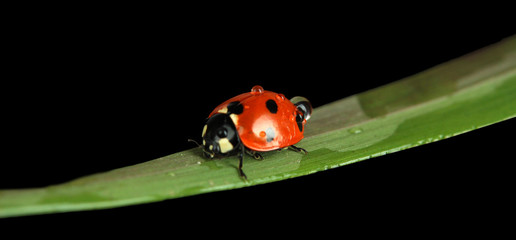 Beautiful ladybird on green grass, isolated on black