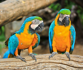 Colorful macaw