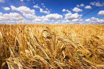 Fototapeta na wymiar mature wheat