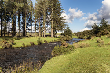 The East Dart River flowing through Bellever Forest on Dartmoor
