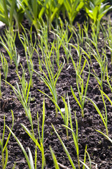 onions field