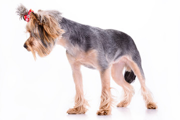 Yorkshire terrier stand