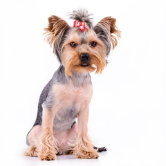 Yorkshire terrier sit