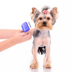 Yorkshire terrier comb