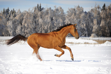 chestnut horse in winter plays