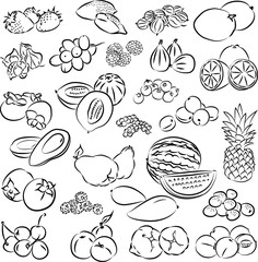 Vector illustration of fruits collection - 58089991