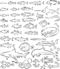 Naklejka premium vector illustration of sea fishes and creatures collection