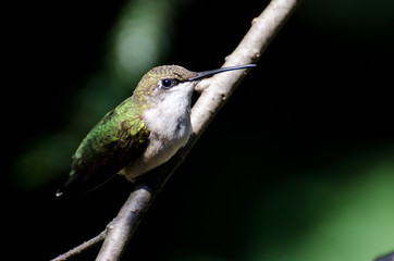 Ruby-Throated Hummingbird Perched in a Tree