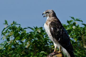 Red-Tailed Hawk Profile