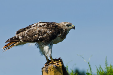 Red-Tailed Hawk Profile