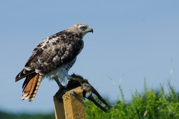 Red-Tailed Hawk With Captured Prey