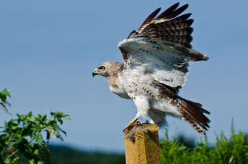 Red-Tailed Hawk Taking to Flight