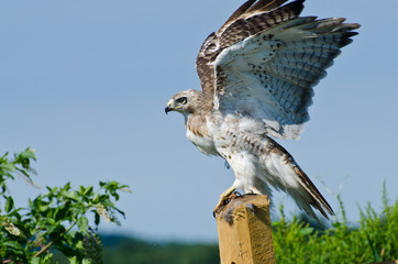 Red-Tailed Hawk Taking to Flight