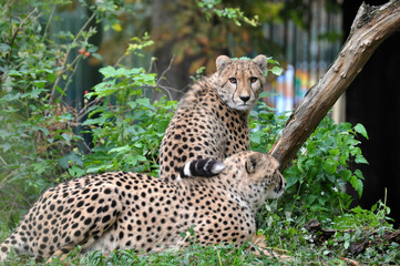 Fototapeta na wymiar Gepard, Cheetah