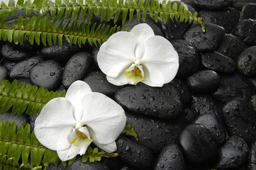 Two orchid and stones with green fern 