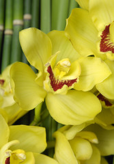 Fototapeta na wymiar branch yellow orchid with palm leaf and grove background