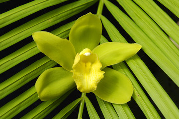 yellow orchid with palm leaf texture