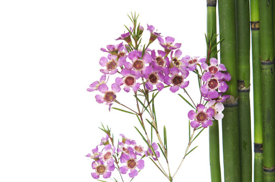 Branch pink orchid flowers with thin bamboo grove