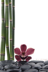 Red orchid with bamboo grove and black stones