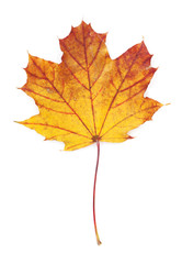 Colorful autumn maple leaf